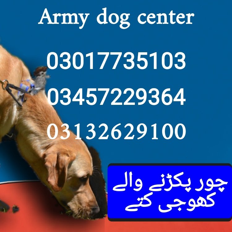 Army dog center pakistan 03017735103