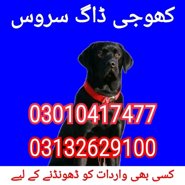 Army dog center kpk 03010417477