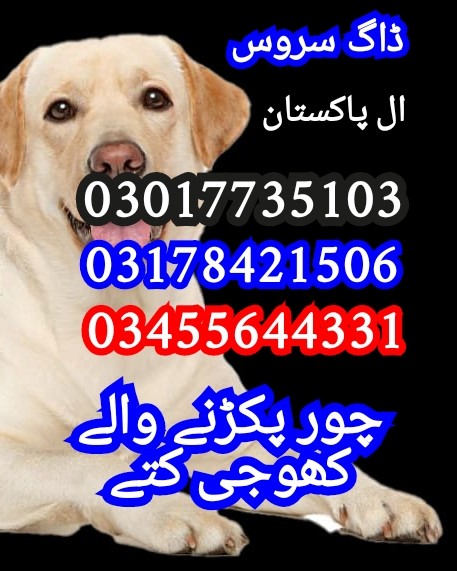 Army dog center 03017735103